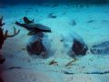 This is a large Caribbean stingray and her mate (the remora). These rays are not to be confused with the smaller and more nervous southern stingray at Stingray City. They are very easy to approach and grow up to 6ft long. 