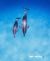 Floating on blue air.  Mother and calf Spotted Dolphin enjoying the sun and ocean 