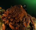 Large Giant Pacific Octopus out hunting 