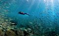 Hunter and the Hunted. Cormorant chasing bait fish in the Sea of Cortez.
D2x 10.5 