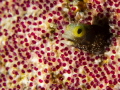 Spinyhead Blenny in a blanket of Sargent Major eggs. 