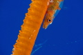 Whip coral goby.  Nikon D800; 105 mm; SubSea 10+ diopter. 