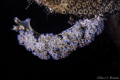 Lettuce Nudibranch, Bonaire
Can't match the flamboyancy of the Pacific species 
