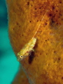 Goby on rope sponge taken with Canon G11 in Fisheye FIX  housing and double close-up lens accessory. 