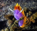 The king of his world. Spanish Shawl. 