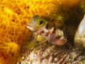 Secretary Blenny, with an eye out for a meal. 