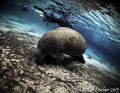 "SHHHH - let him sleep, please"

One of the few shots I got of manatees at Three Sisters Springs (Crystal River, Florida).  The two French ladies immediately behind the manatee were always in my shots...and I have no idea how they managed that. 