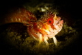 Mosshead Warbonnet! With such a smile this tiny fish was almost glowing on the reef at 60 ft. 