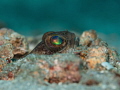 Dusky Jawfish peeks out of his burrow 
