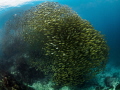 Crowded at the office yesterday ;)Oxeye Scad - Selar boops. Sail Rock, Thailand-EM5-Panasonic 8mm-iso400-f6.3-1/160-Inon D2000x2 