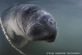 My favorite winter time dive at Crystal River always is a happy dive with the smiles of the manatees. 