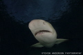 Never a dull moment with smiling Lemon Sharks that patrol Tiger Beach at dusk in the Bahamas. 