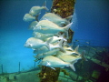 Schooling on wreck 