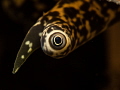'Hypnotic Conch Eye'

Lobatus gallus in St Lucia 
Olympus EM5, Olympus 60mm, Nauticam SMC
Nauticam housing, S&S YS-D1
f16 1/250 ISO 200 
