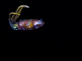 Reef Squid (Sepioteuthis sepioidea) dancing at night in St Lucia
Olympus OMD-EM5, Olympus 60mm
Nauticam housing, S&S YS-D1
f16 1/250 ISO 200 