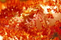 A candy crab i found in Tulamben 