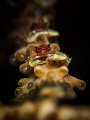 You cannot teach a crab to walk straight - Aristophanes. Porcelain Crab - Porcellanidae sp. Ang Thong, Thailand-EM5-Oly 12-50-iso200-f8-1/250-Inon D2000x2-Inon UCL 165-h2o tools+5x2 