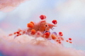 Tiny cryptic teardrop crab just inside a vase sponge. 