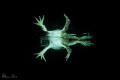 Night swimming with a Leopard Frog. 