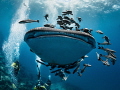 Right on the Kisser ... Whale Shark - Rhincodon typus. 
Sail Rock, Thailand-EM5-Panasonic 8mm-iso200-f20-125 