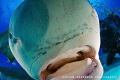 Sharks like to use their mouths to feel things! Tiger Shark at Tiger Beach 