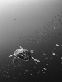 Turtles' Flight
Took me a while to realise there is a second one in the background! 