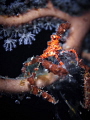 "Blending"
A Neck Crab chilling in a Gorgonian. 