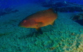 Coral trout at the Yongala

 