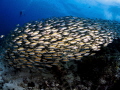 Width, Breadth & Depth. Oxeye Scad - Selar boops. Sail Rock, Thailand-EM5-Panasonic 8mm-iso200-f6.3-1/160-Inon D2000x2 