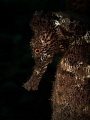 'Strange Beauty'
A Longsnout Seahorse from St Lucia 