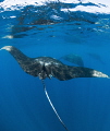 Get Your Mantas In A Row
Three manta rays swim in a line near Isla Mujeres, Mexico. 