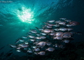School of Big Eyes at Magic Hour 