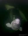 Belugas in the wild where they should be! Hudson Bay, Churchill, Canada 