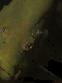 This was a cleaning station and I got lucky when both the shrimp and snapper looked at me at the same time. 