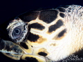 On my last day of diving, I was set up for macro.  100+ feet away I saw a turtle who looked right at me and began swimming toward me.  I waited and hoped I could at least manage a shot of his head.  I was lucky, the only shot I  got was this one. 