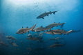 Schooling Sand Tigers
Several dozen sand tiger sharks schooling around the wreck of the Caribsea off the coast of North Carolina 