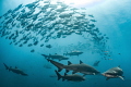 Nature's Choreography
Spade fish swirl around a group of sand tigers sharks above the wreck of the Caribsea off the coast of North Carolina.
 