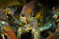 Lobsta Eyes 