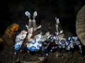 Harlequin shrimps (Hymenocera picta)
Tulamben, Bali 