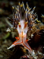 Here, There Be Dragons. Nudibranch - Phidiana militaris. Ang Thong, Thailand-EM5-Oly 60mm-iso100-f22-1250-Inon D2000x2-Inon UCL 165-h2o tools+5x2 