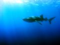 A whaleshark taken yesterday morning at the snapper spawning aggregation on Gladden Spit, Southern Belize 
