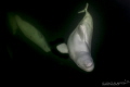 Healthy Curiosity
Belugas in the wild Hudson Bay, Manitoba 
