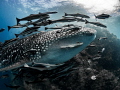 The Escort ... Whale Shark - Rhincodon typus. Sail Rock, Thailand-EM5-Panasonic 8mm-iso200-f80-180 
