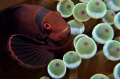 Maroon clownfish (Premnas biaculeatus) 