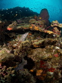 Lucian Reef 