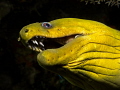 Green moray 