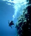 'ON the WALL'. Ngemelis wall, Palau: Eastern Caroline Islands. Housed Nikon F: 24mm lens - natural light. 