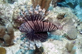 A beautiful intruder in the Caribbean. 