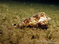 Textile cone shell on the hunt at night 