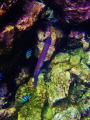 Trumpetfish & friends 